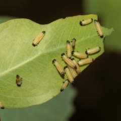 Paropsisterna cloelia at The Pinnacle - 28 Feb 2024 10:28 AM