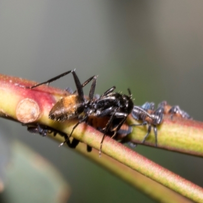 Camponotus aeneopilosus (A Golden-tailed sugar ant) at Hawker, ACT - 27 Feb 2024 by AlisonMilton
