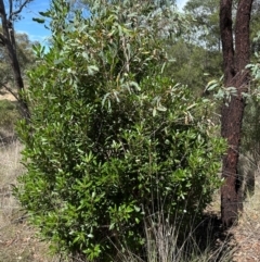 Arbutus unedo at Aranda, ACT - 3 Mar 2024 01:31 PM