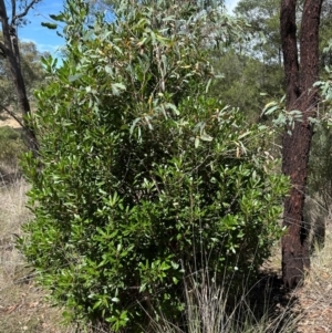 Arbutus unedo at Aranda, ACT - 3 Mar 2024 01:31 PM