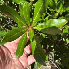 Arbutus unedo at Aranda, ACT - 3 Mar 2024 01:31 PM