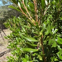 Arbutus unedo at Aranda, ACT - 3 Mar 2024 01:31 PM