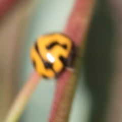 Coccinella transversalis (Transverse Ladybird) at Hawker, ACT - 28 Feb 2024 by AlisonMilton
