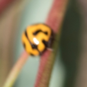 Coccinella transversalis at The Pinnacle - 28 Feb 2024 01:12 PM