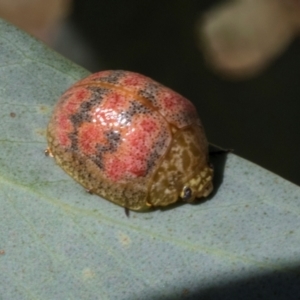 Paropsis obsoleta at The Pinnacle - 28 Feb 2024