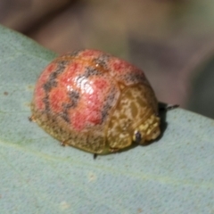 Paropsis obsoleta at The Pinnacle - 28 Feb 2024 01:06 PM