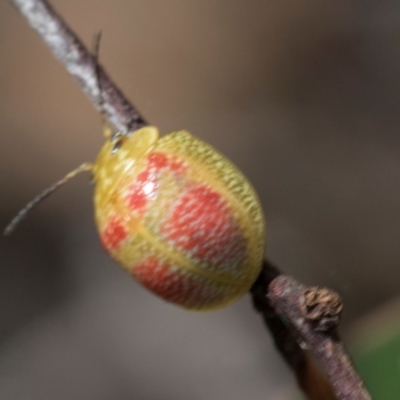 Paropsisterna fastidiosa (Eucalyptus leaf beetle) at Hawker, ACT - 28 Feb 2024 by AlisonMilton