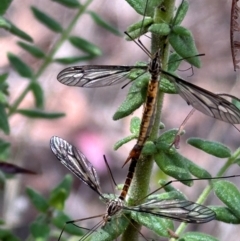 Ptilogyna sp. (genus) (A crane fly) at Aranda, ACT - 3 Mar 2024 by lbradley