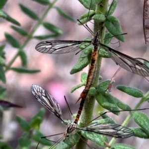 Ptilogyna sp. (genus) at Aranda, ACT - 3 Mar 2024