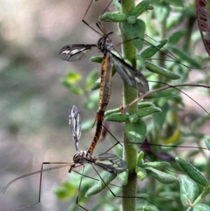 Ptilogyna sp. (genus) at Aranda, ACT - 3 Mar 2024