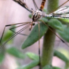 Ptilogyna sp. (genus) at Aranda, ACT - 3 Mar 2024