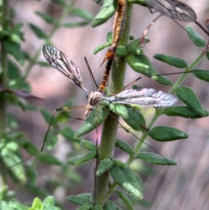 Ptilogyna sp. (genus) at Aranda, ACT - 3 Mar 2024