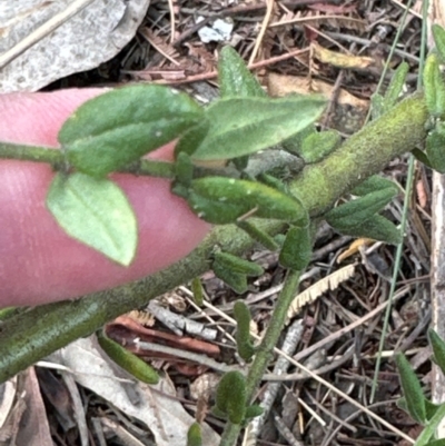 Prostanthera sp. (Mint Bush) at Aranda, ACT - 3 Mar 2024 by lbradley