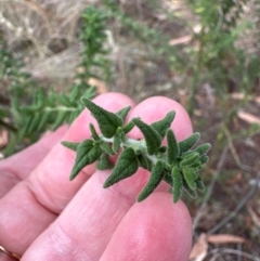 Prostanthera sp. at Aranda, ACT - 3 Mar 2024 01:53 PM