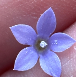 Wahlenbergia gracilis at Aranda, ACT - 3 Mar 2024