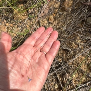 Wahlenbergia gracilis at Aranda, ACT - 3 Mar 2024 02:01 PM