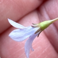 Wahlenbergia gracilis at Aranda, ACT - 3 Mar 2024