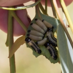 Paropsis atomaria (Eucalyptus leaf beetle) at Hawker, ACT - 28 Feb 2024 by AlisonMilton