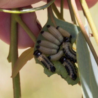 Paropsis atomaria (Eucalyptus leaf beetle) at The Pinnacle - 28 Feb 2024 by AlisonMilton