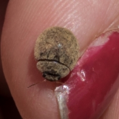 Trachymela sp. (genus) (Brown button beetle) at The Pinnacle - 28 Feb 2024 by AlisonMilton