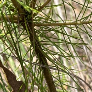 Pinus radiata at Aranda, ACT - 3 Mar 2024