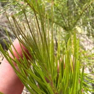 Pinus radiata at Aranda, ACT - 3 Mar 2024