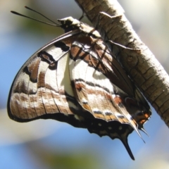 Charaxes sempronius (Tailed Emperor) at Murrumbateman, NSW - 3 Mar 2024 by SimoneC