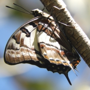 Charaxes sempronius at Murrumbateman, NSW - 3 Mar 2024