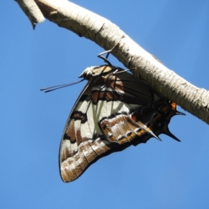 Charaxes sempronius at Murrumbateman, NSW - 3 Mar 2024