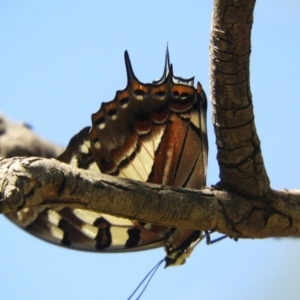 Charaxes sempronius at Murrumbateman, NSW - 3 Mar 2024