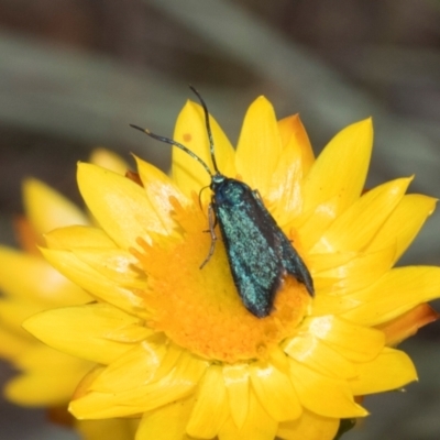 Pollanisus (genus) (A Forester Moth) at Hawker, ACT - 28 Feb 2024 by AlisonMilton