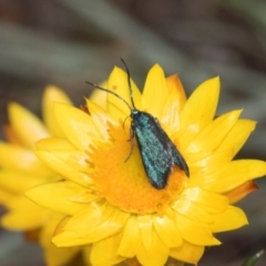 Pollanisus (genus) at The Pinnacle - 28 Feb 2024