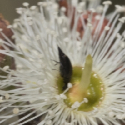 Mordella sp. (genus) (Pintail or tumbling flower beetle) at Hawker, ACT - 28 Feb 2024 by AlisonMilton