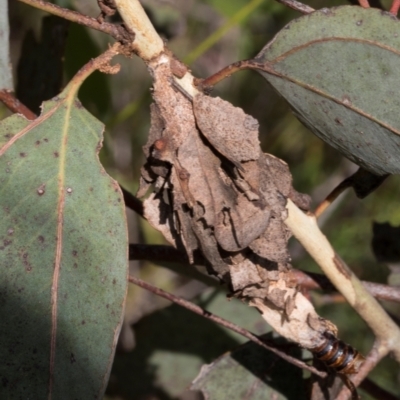 Hyalarcta huebneri (Leafy Case Moth) at Hawker, ACT - 28 Feb 2024 by AlisonMilton