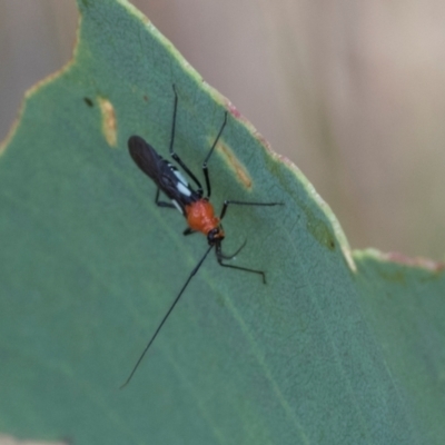 Rayieria basifer (Braconid-mimic plant bug) at Hawker, ACT - 28 Feb 2024 by AlisonMilton