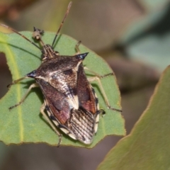 Oechalia schellenbergii (Spined Predatory Shield Bug) at Hawker, ACT - 28 Feb 2024 by AlisonMilton