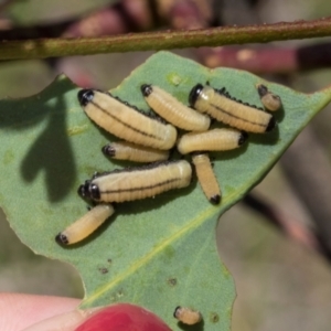 Paropsisterna cloelia at The Pinnacle - 28 Feb 2024