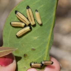 Paropsisterna cloelia at The Pinnacle - 28 Feb 2024