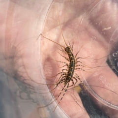 Scutigeridae (family) (A scutigerid centipede) at QPRC LGA - 3 Mar 2024 by Wandiyali