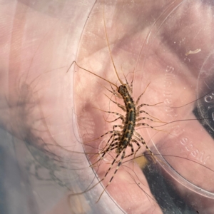 Scutigeridae (family) at QPRC LGA - suppressed