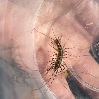 Scutigeridae (family) (A scutigerid centipede) at QPRC LGA - 2 Mar 2024 by Wandiyali