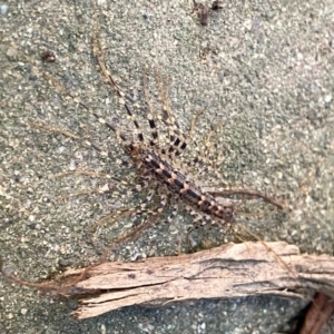 Scutigeridae (family) at QPRC LGA - suppressed