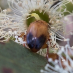 Phyllotocus macleayi (Nectar scarab) at Hawker, ACT - 28 Feb 2024 by AlisonMilton