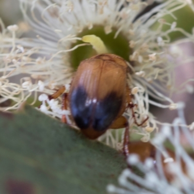 Phyllotocus macleayi (Nectar scarab) at The Pinnacle - 28 Feb 2024 by AlisonMilton