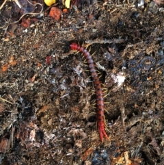 Cormocephalus aurantiipes (Orange-legged Centipede) at QPRC LGA - 25 May 2015 by Wandiyali