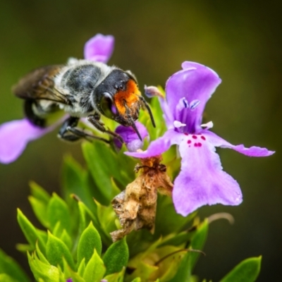 Megachile erythropyga (Resin Bee) at Ainslie, ACT - 27 Feb 2024 by trevsci