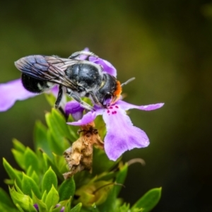 Megachile erythropyga at Ainslie, ACT - suppressed