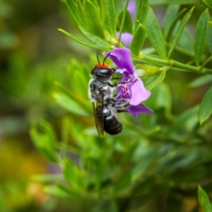 Megachile erythropyga at Ainslie, ACT - 27 Feb 2024