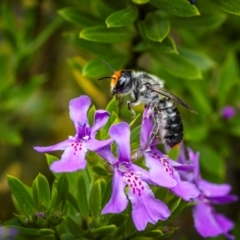 Megachile erythropyga at Ainslie, ACT - 27 Feb 2024