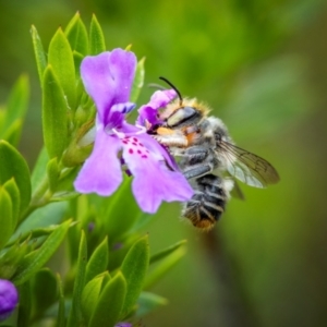 Megachile (Eutricharaea) maculariformis at Ainslie, ACT - suppressed